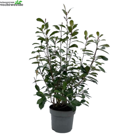  Photinia Fraseri 'Red Robin' H80-100cm.