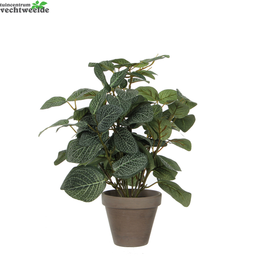  Pilea In Pot D25h35cm Groen (Zijde-plant)