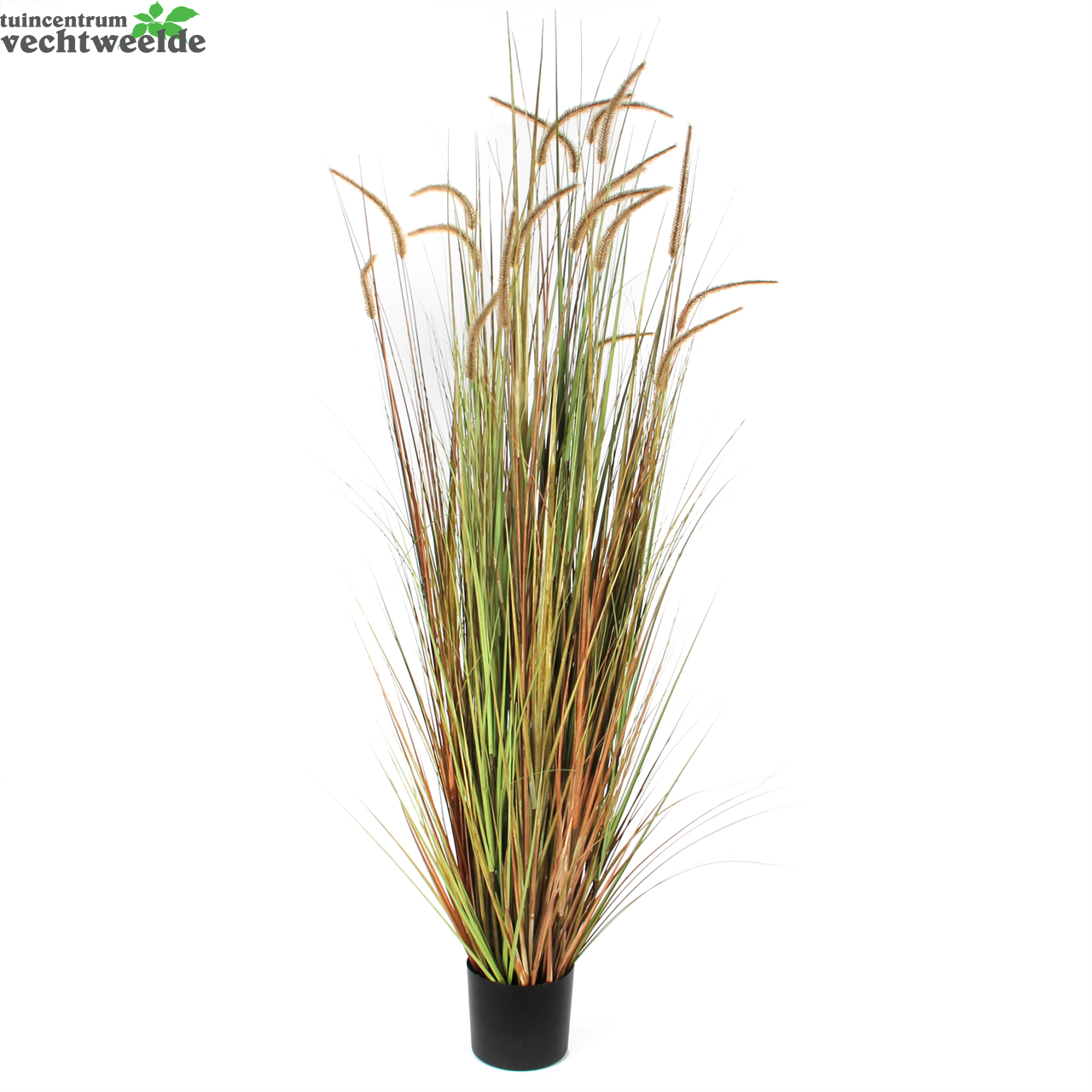  Pluimgras H180cm Groen (Zijde-plant)