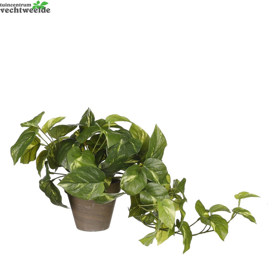  Pothos D17h44cm Groen