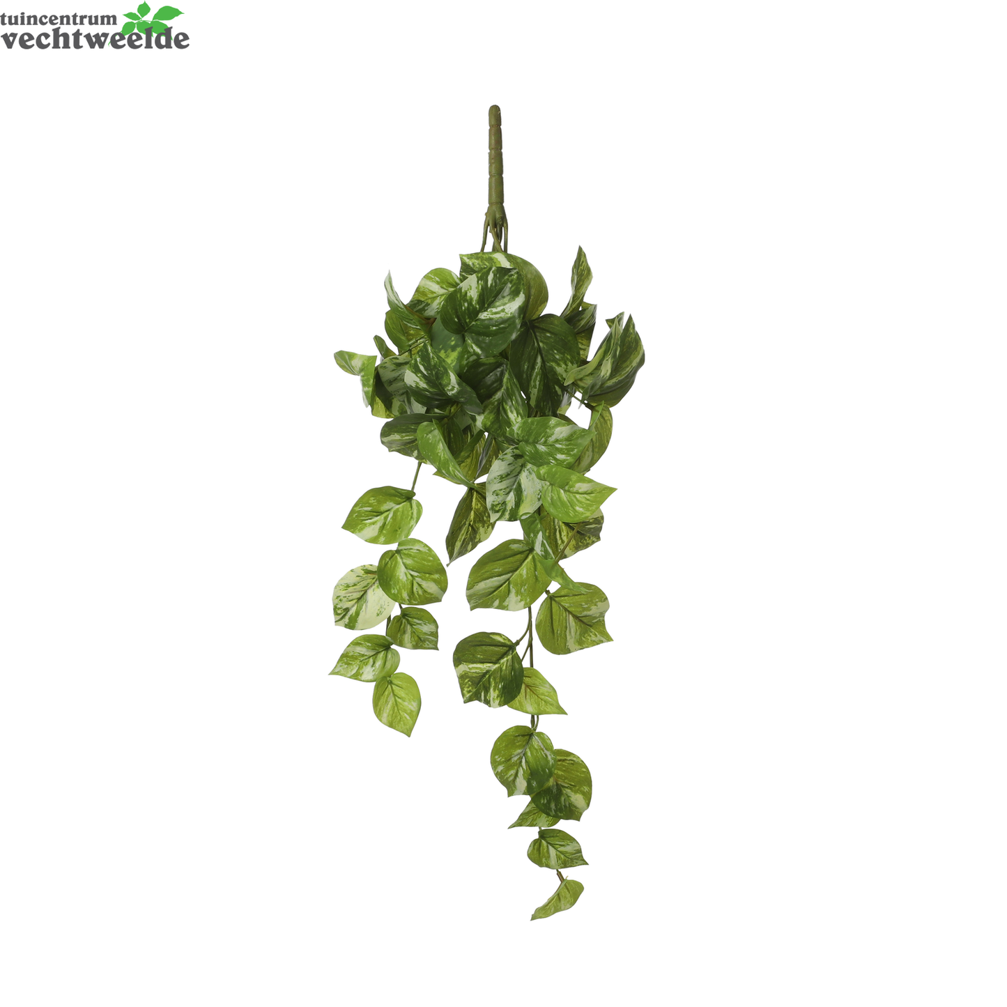  Pothos Hang L58b20h14cm Groen (Zijde-plant)