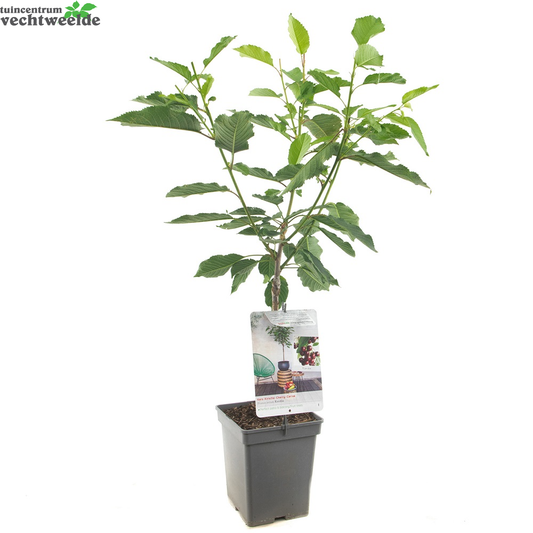  Prunus A. 'Kordia'