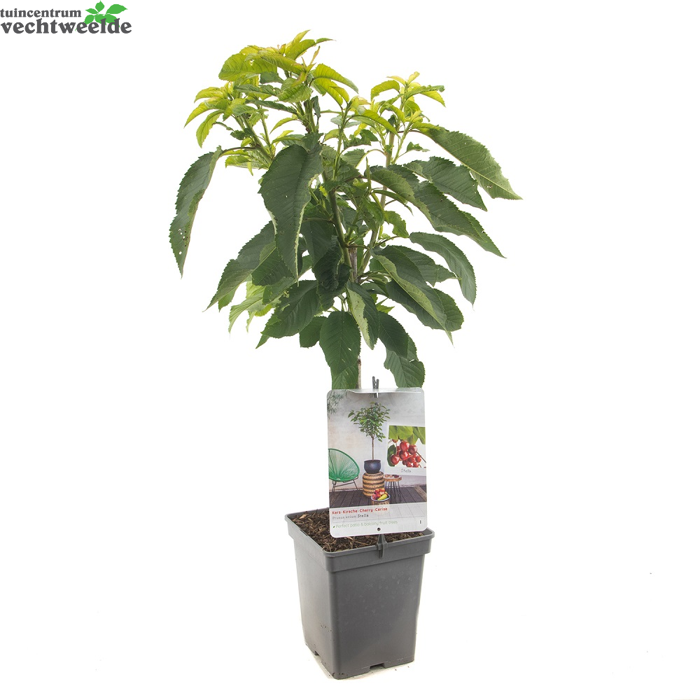  Prunus A. 'Stella'