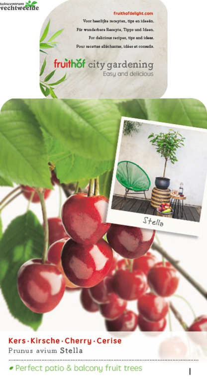  Prunus A. 'Stella'
