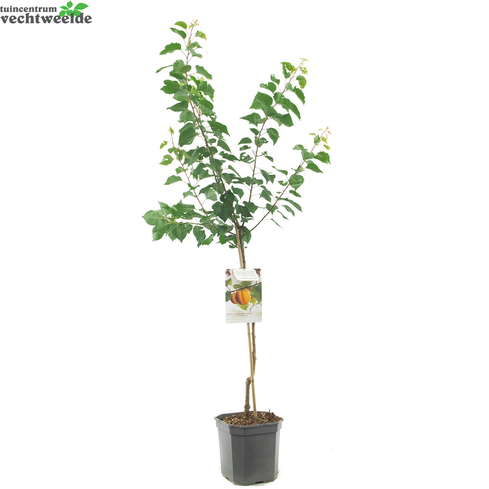  Prunus Armeniaca