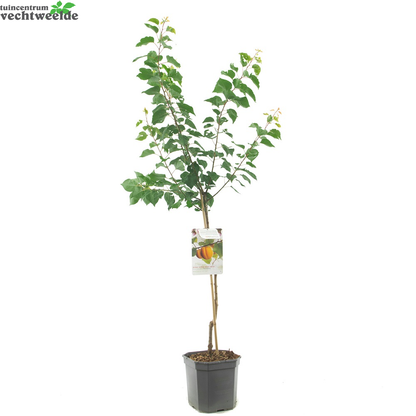  Prunus Armeniaca