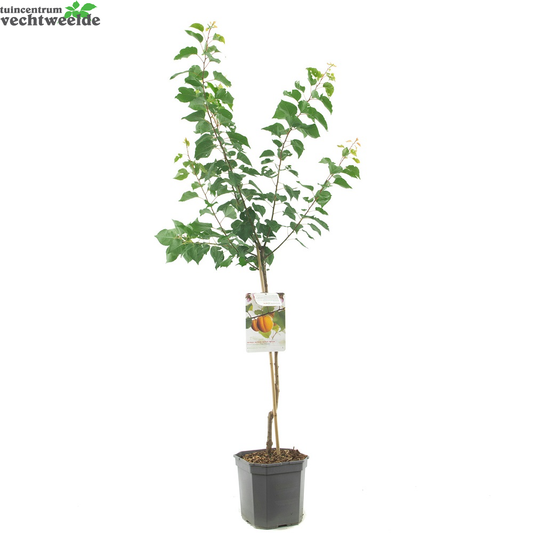  Prunus Armeniaca