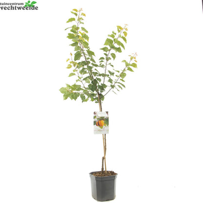  Prunus Armeniaca