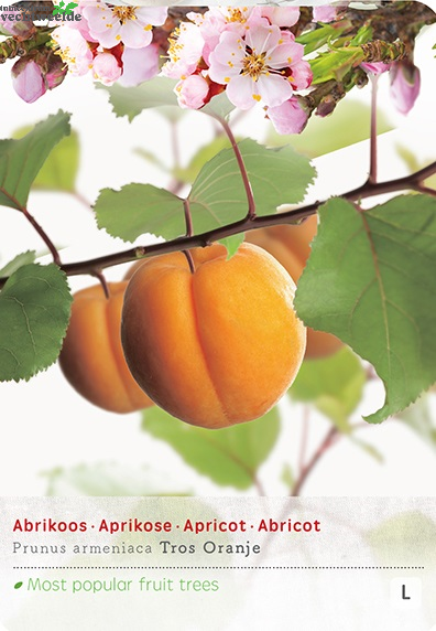  Prunus Armeniaca