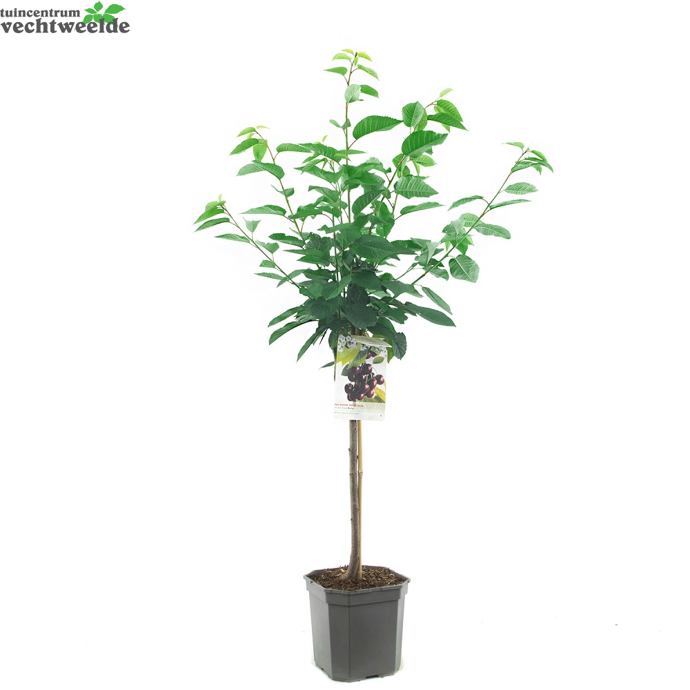  Prunus Avium Burlatstruik P24