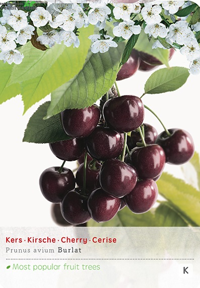  Prunus Avium Burlatstruik P24