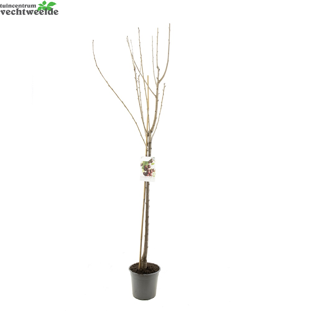  Prunus Avium Kordia P27 H120cm