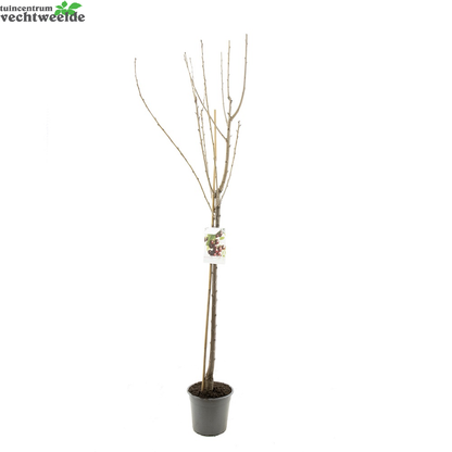  Prunus Avium Kordia P27 H120cm