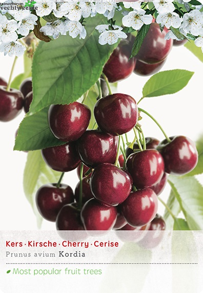  Prunus Avium Kordia P27 H120cm