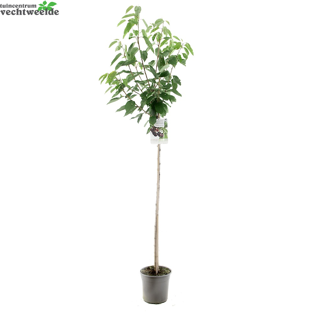  Prunus Avium Regina P27 H120cm