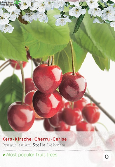  Prunus Avium Stellalei P24
