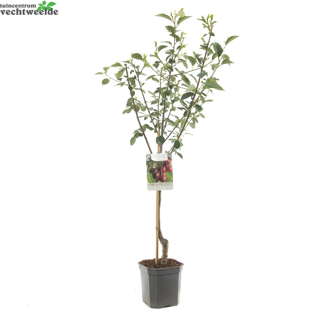 Prunus Cer. 'Morel'