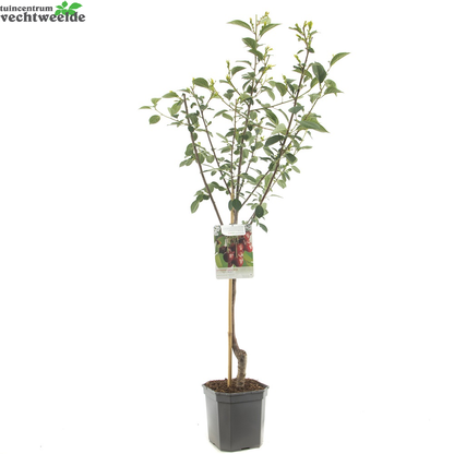  Prunus Cer. 'Morel'