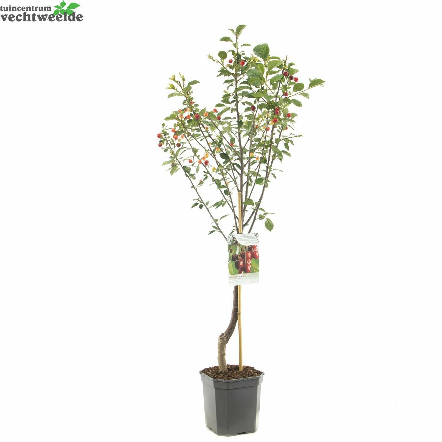  Prunus Cer. 'Morel'