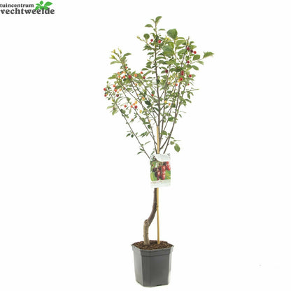  Prunus Cer. 'Morel'