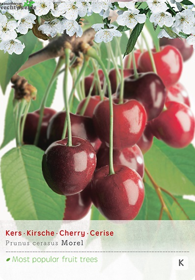  Prunus Cer. 'Morel'