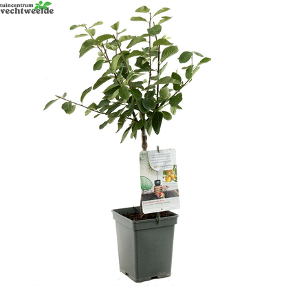  Prunus D. 'Mirabelle De Nancy'