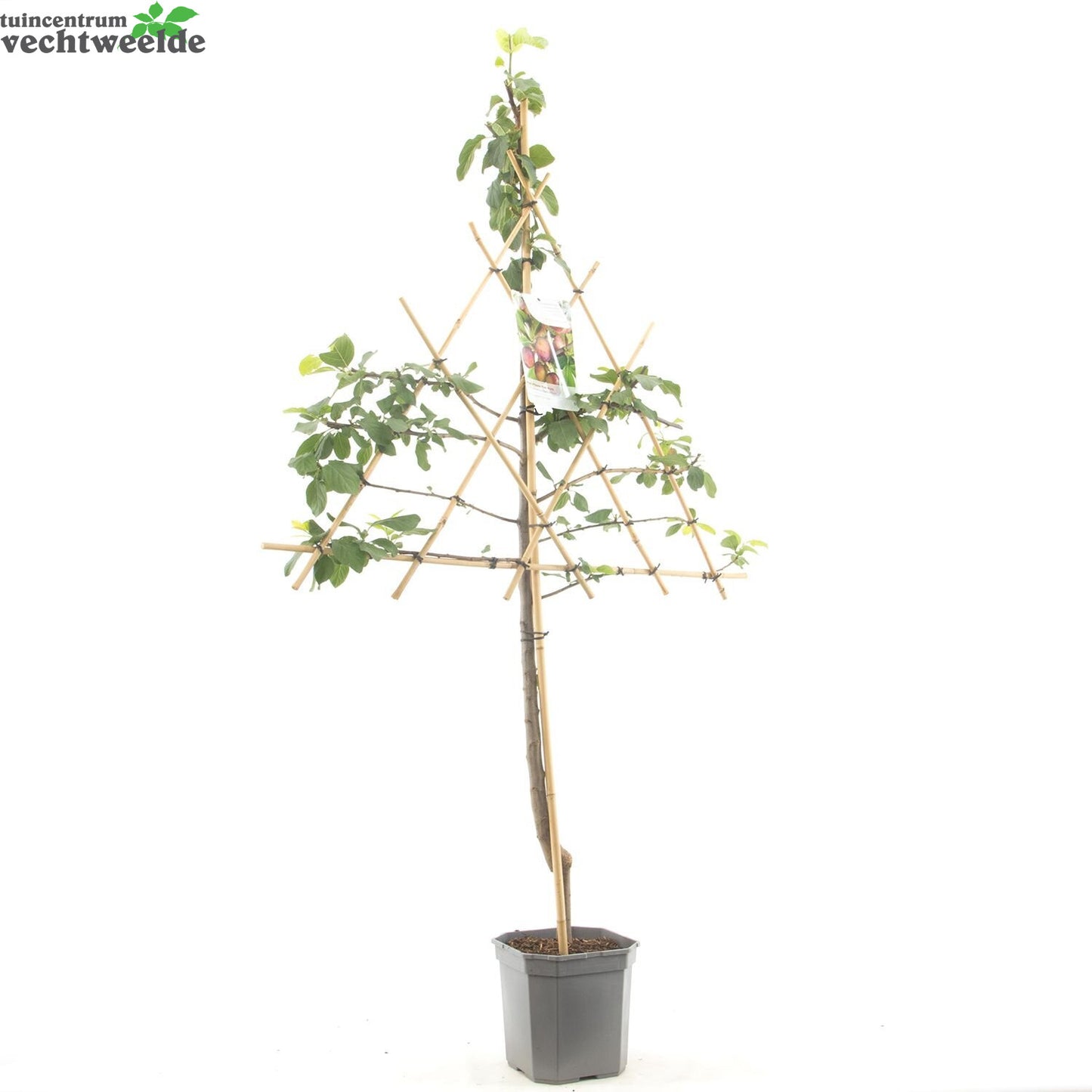  Prunus D. 'Opal'