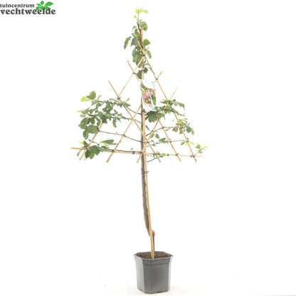  Prunus D. 'Opal'