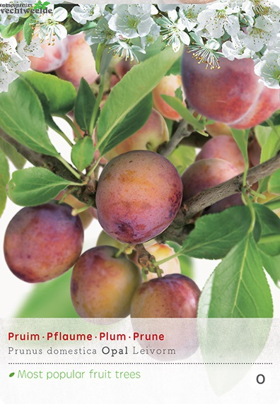  Prunus D. 'Opal'