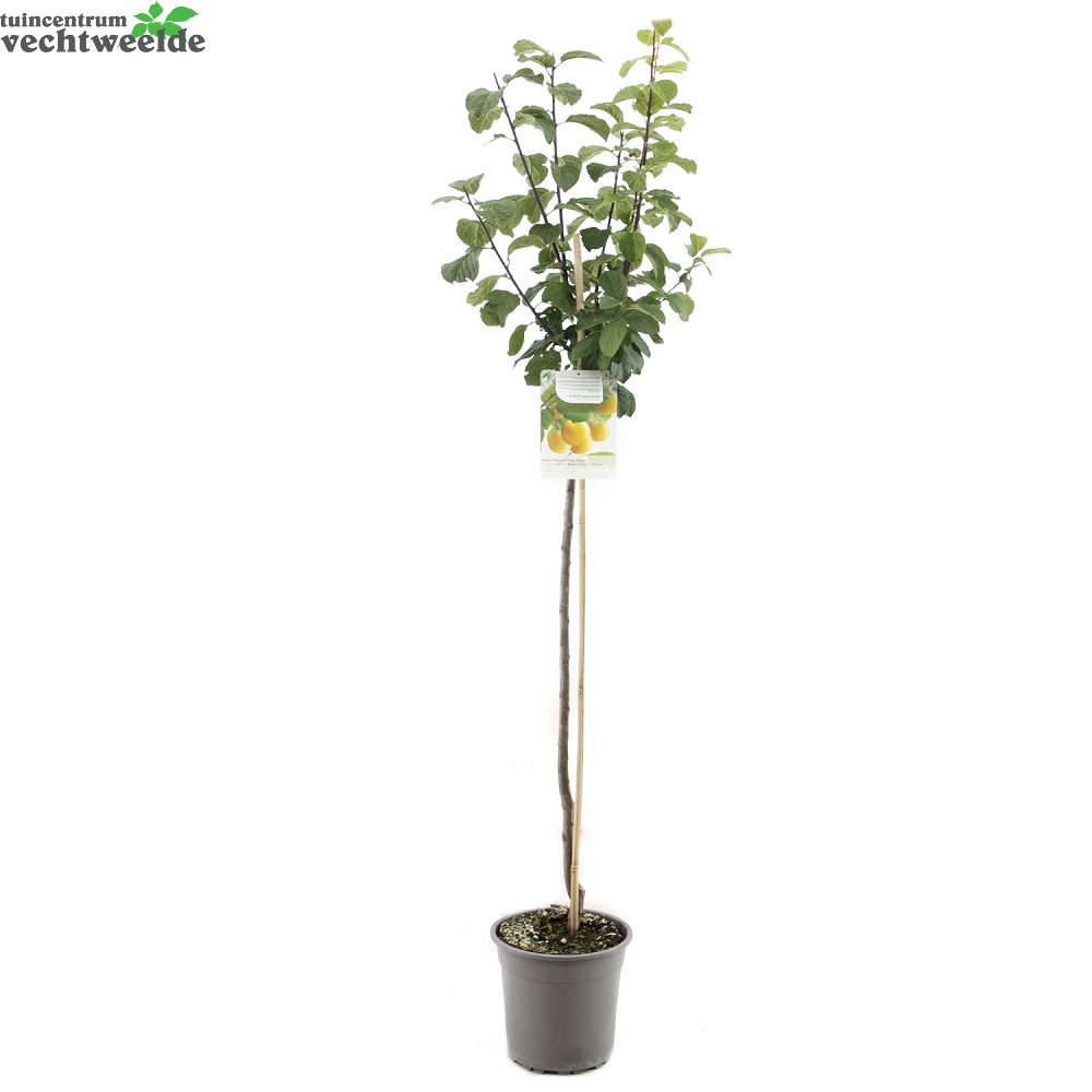  Prunus D. R Cl. DOullin P27 H120cm