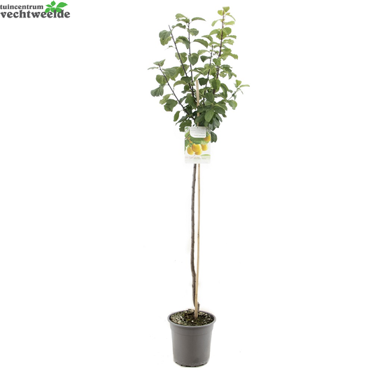  Prunus D. R Cl. DOullin P27 H120cm