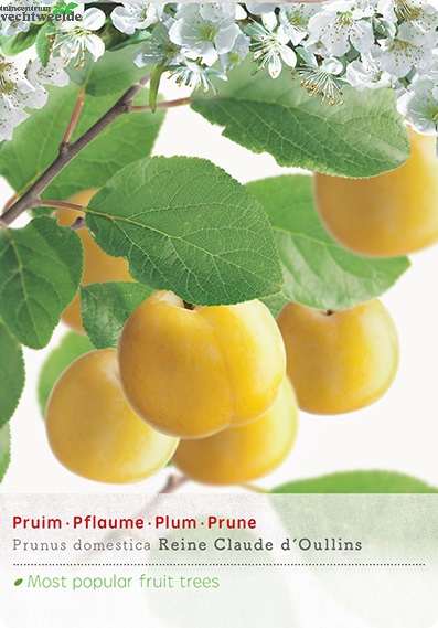  Prunus D. R Cl. DOullin P27 H120cm