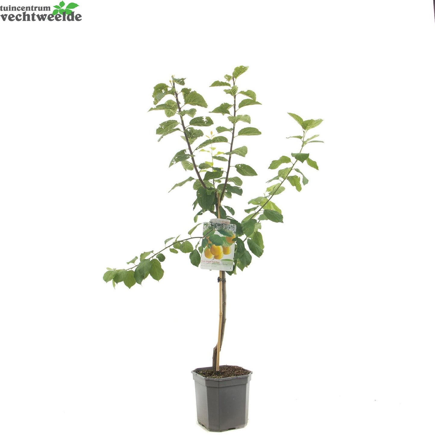  Prunus D. 'Reine Claude D'Oullins'