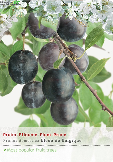  Prunus Dom. Bleu De B P32 H180cm