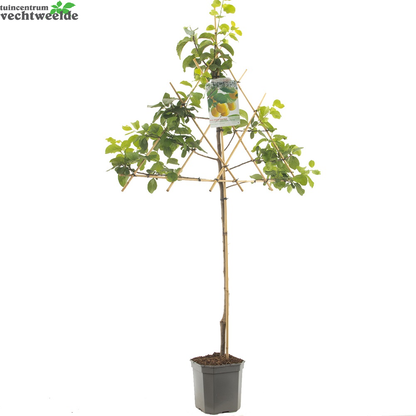  Prunus Dom. Reine Cl. DOullins P24