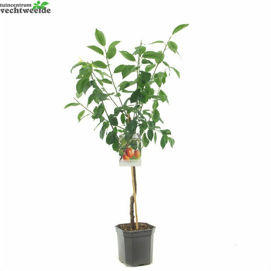  Prunus Dom Victoria WT P24