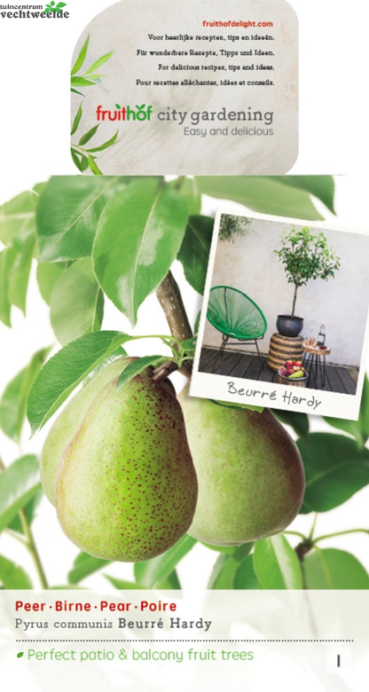  Pyrus C. 'Beurré Hardy'