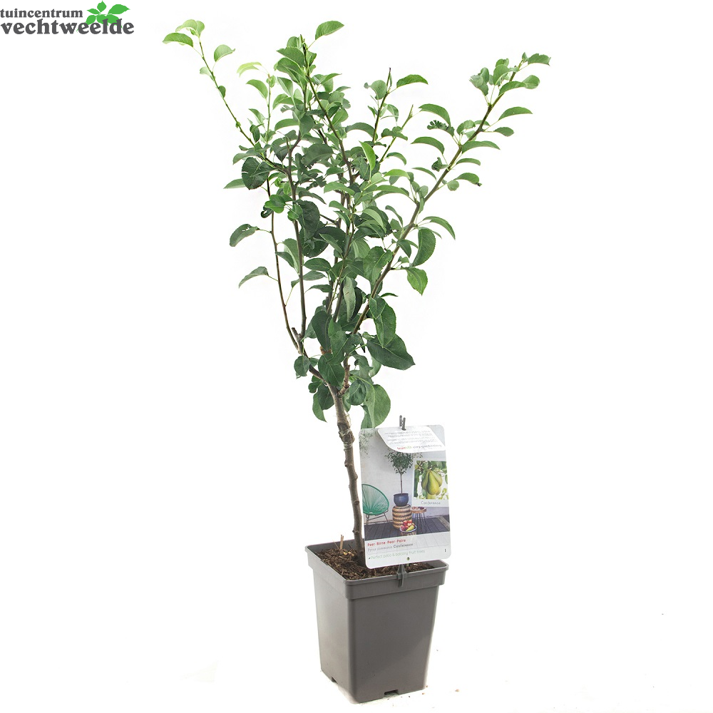  Pyrus C. 'Conference'
