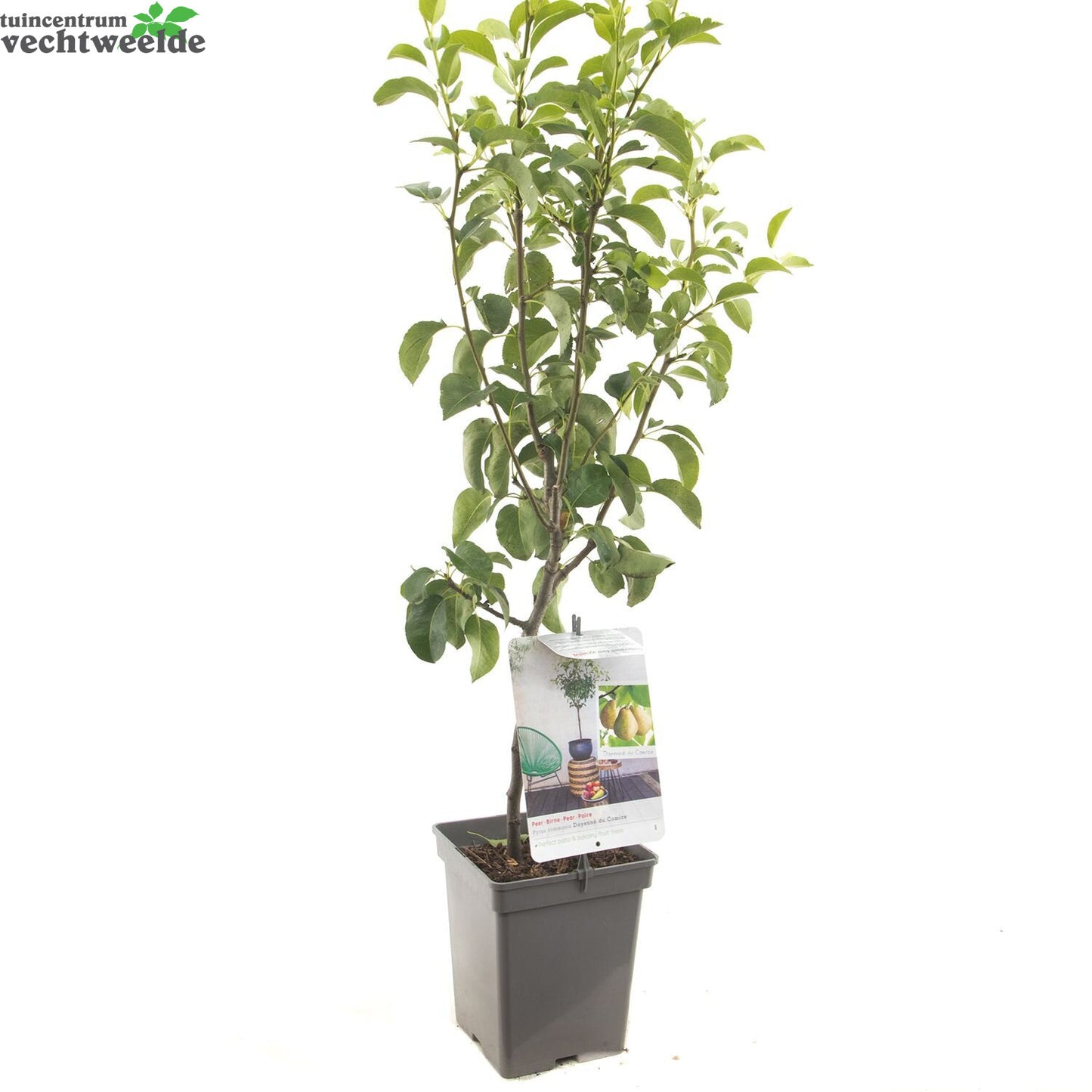  Pyrus C. 'Doyenné Du Comice'