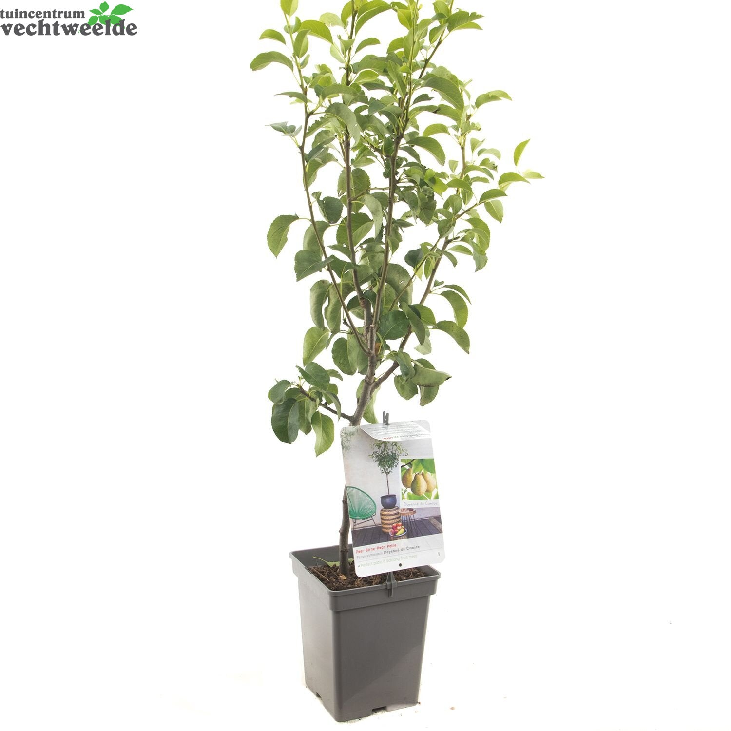  Pyrus C. 'Doyenné Du Comice'