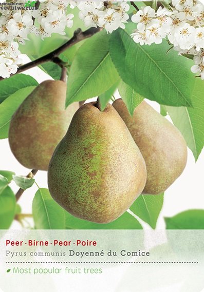  Pyrus C. 'Doyenné Du Comice'
