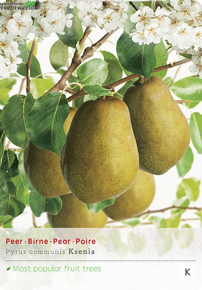  Pyrus C. 'Ksenia'