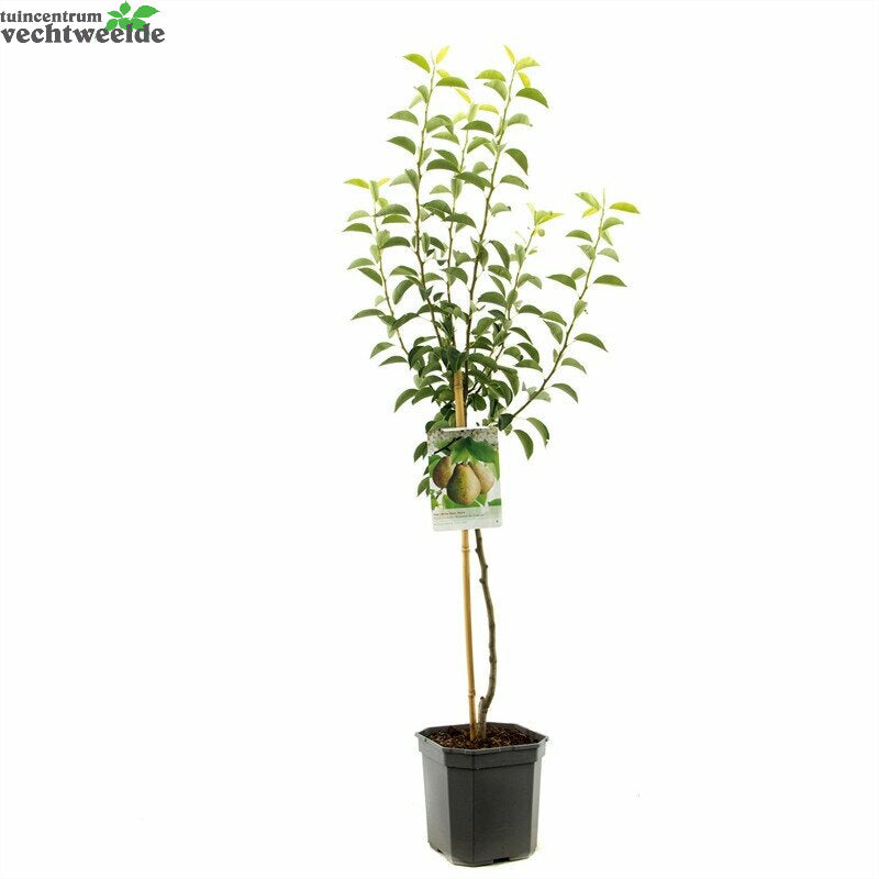  Pyrus Com Doyenne D C WT P24