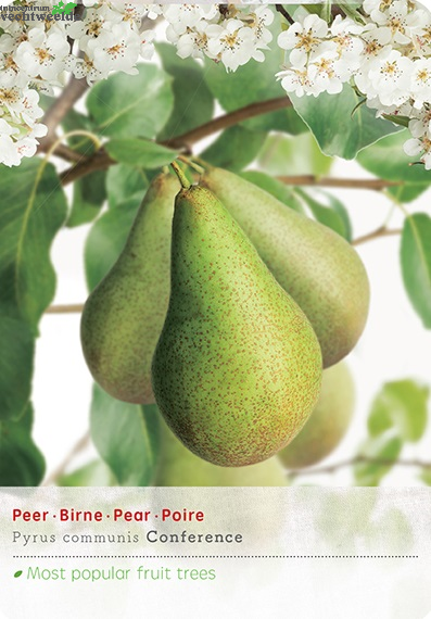  Pyrus Com Oude Boom C90