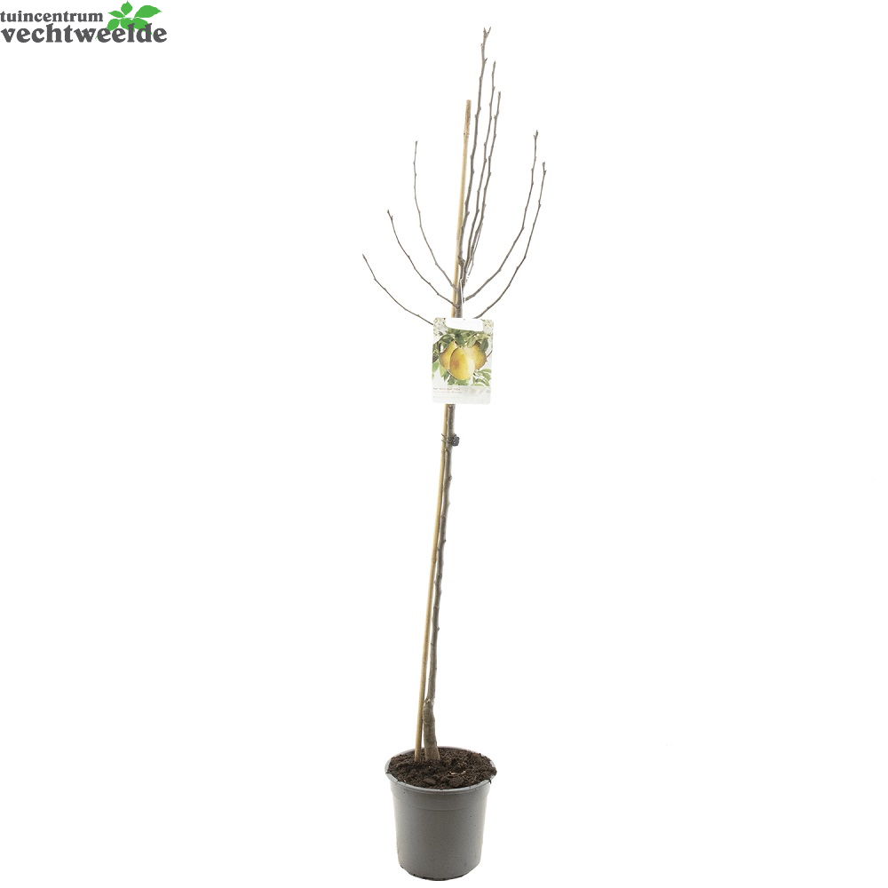  Pyrus Com Williams P27 H120cm