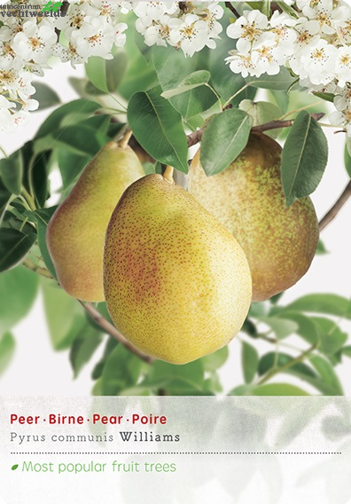  Pyrus Com Williams P27 H120cm