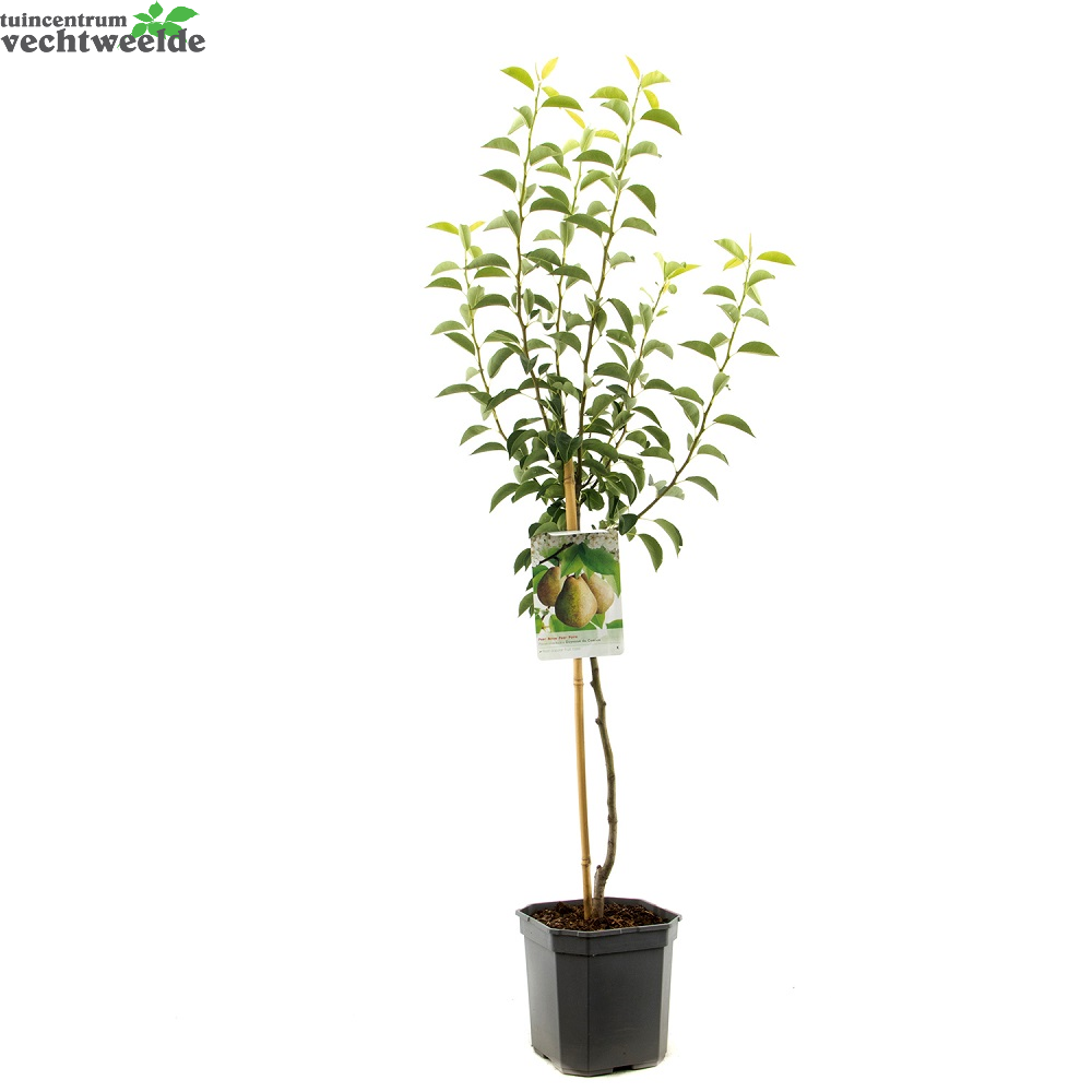  Pyrus Comm. Doyenne Du C. P24