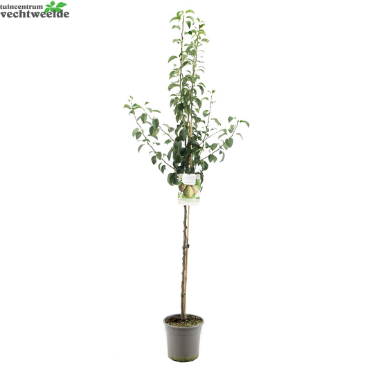  Pyrus Comm. Doyenne Du C P27 H120cm
