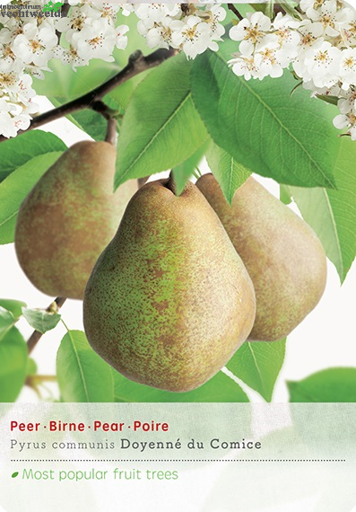  Pyrus Comm. Doyenne Du C P27 H120cm