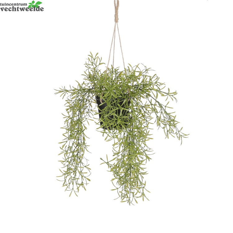  Rhipsalis Hang Hang L40b9.5h9.5 Groen (Zijde-plant)